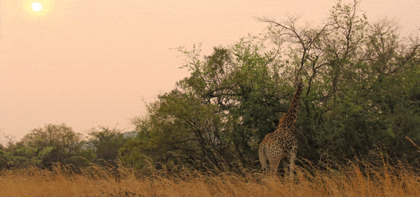 Johannesburg : închiriere avion privat 