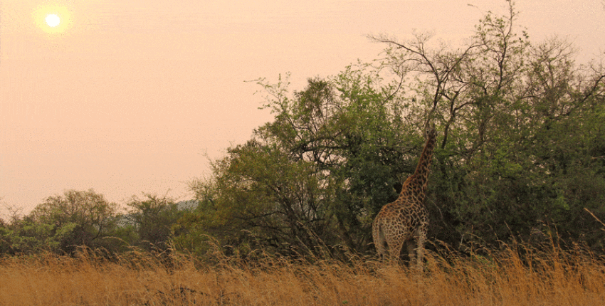 Johannesburg : închiriere avion privat 