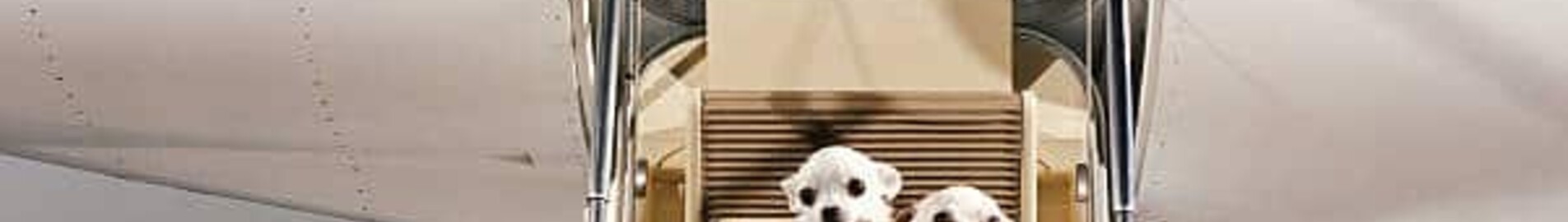 Cum pot călători cu animalul meu de companie cu un avion privat?