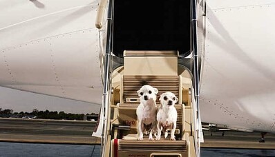 Cum pot călători cu animalul meu de companie cu un avion privat?