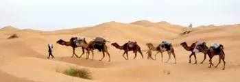 tunisie désert chameaux