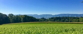 Dubendorf: închiriere avion privat 