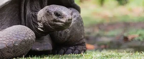 Alphonse : Închiriere avion privat