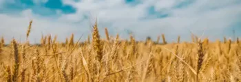 Châteauroux – Vue aérienne des champs et verdure.
