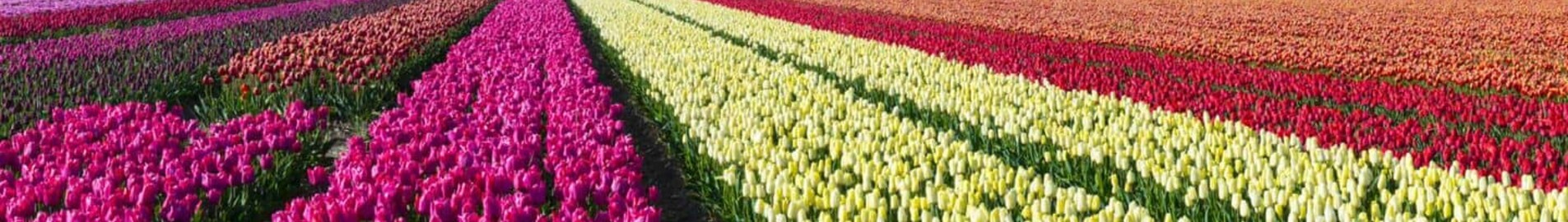 Hoogeveen : location de jet privé