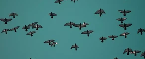 Saransk : închiriere avion privat