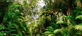 Trinidad Piarco : închiriere avion privat