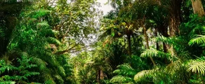 Trinidad & Tobago : Închiriere avion privat