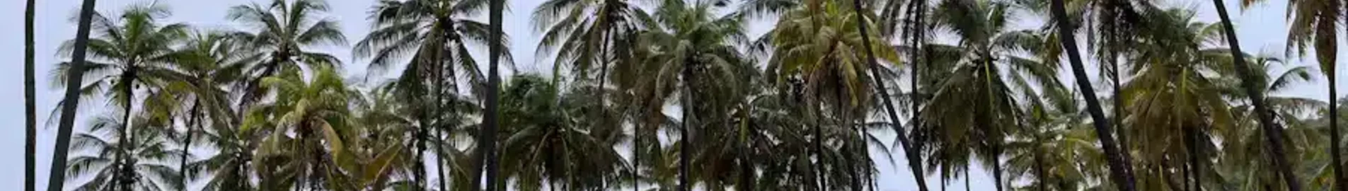 Union Island : închiriere avion privat