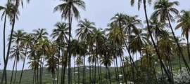 Bequia Isl J.F. Mitchell : închiriere avion privat