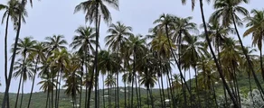 Union Island : închiriere avion privat