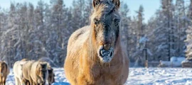Arkhangelsk Talagi : închiriere avion privat