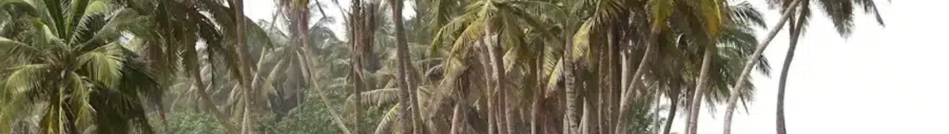 Sunyani : închiriere avion privat