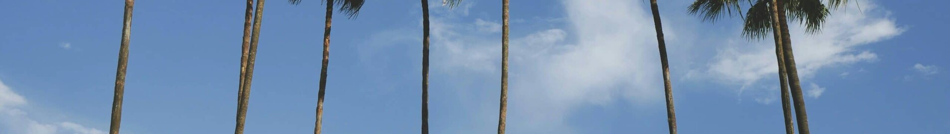 New York - Tampa : închiriere avion privat