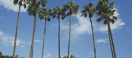 Las Vegas - Houston : închiriere avion privat